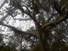 Ceiba trischistandra