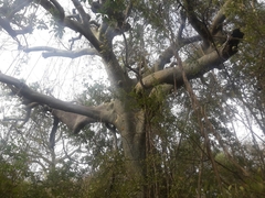 Ceiba trischistandra