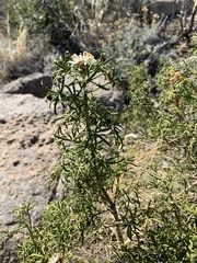 Choisya dumosa
