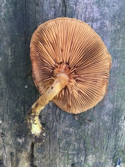 Gymnopilus suberis