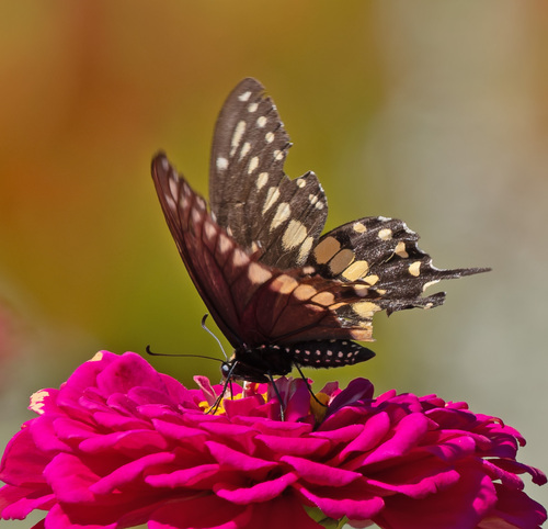 Black Swallowtail