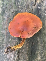 Gymnopilus suberis