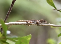 Anolis jubar oriens