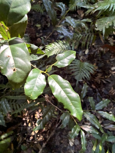 Cryptocarya macdonaldii observed 2025-08-23