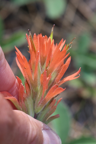 Peck's Paintbrush (Castilleja peckiana)