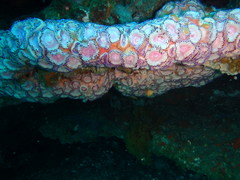 Corynactis australis