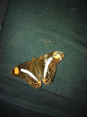 Adelpha iphiclus