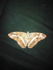 Adelpha iphiclus