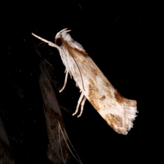Lichenaula laniata