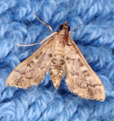 Nacoleia