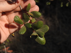 Cercocarpus betuloides blancheae