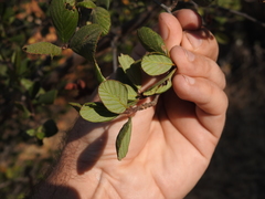 Cercocarpus betuloides blancheae