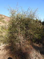 Cercocarpus betuloides blancheae