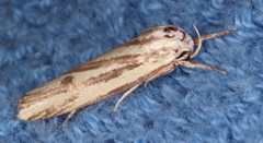 Xylorycta austera