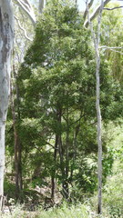 Diospyros humilis