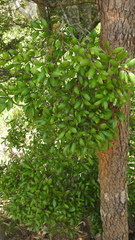 Diospyros humilis