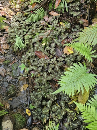 Sphaerostephanos maemonensis observed 2025-08-22