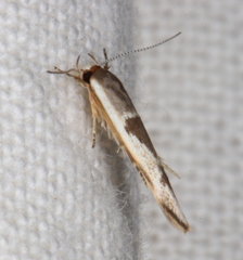 Stathmopoda megathyma