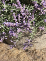 Xylocopa tabaniformis androleuca