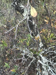 Crataegus flava