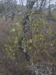 Crataegus flava