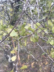 Crataegus flava