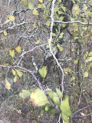 Crataegus flava