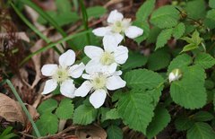 Rubus hirsutus