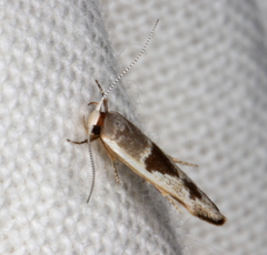 Stathmopoda megathyma