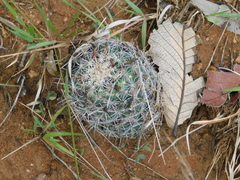 Coryphantha clavata clavata