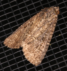 Hypoperigea tonsa