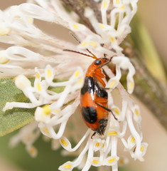 Aulacophora hilaris