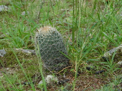 Coryphantha clavata clavata