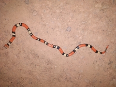 Atractus elaps