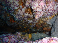 Corynactis australis