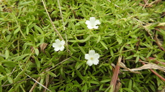 Dentella repens