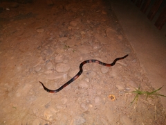 Atractus elaps