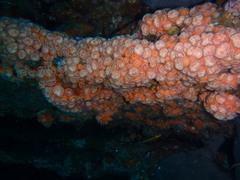 Corynactis australis