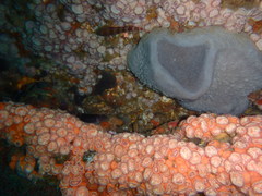 Corynactis australis