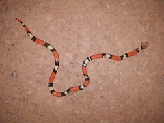 Atractus elaps