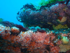 Corynactis australis