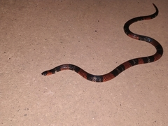 Atractus elaps