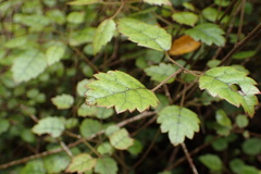 Rubus australis