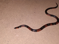 Atractus elaps