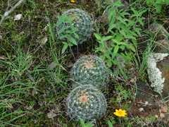 Coryphantha clavata clavata
