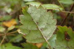 Rubus australis