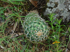 Coryphantha clavata clavata