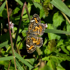 Phyciodes phaon phaon