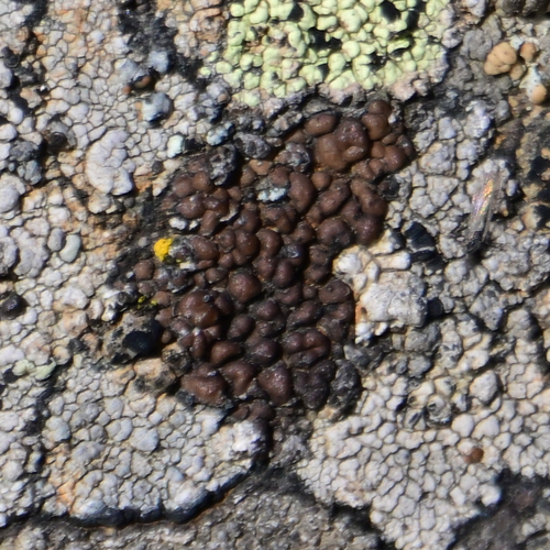 mnohospórovka hnedastá (Acarospora fuscata)