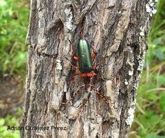 Stenaspis verticalis